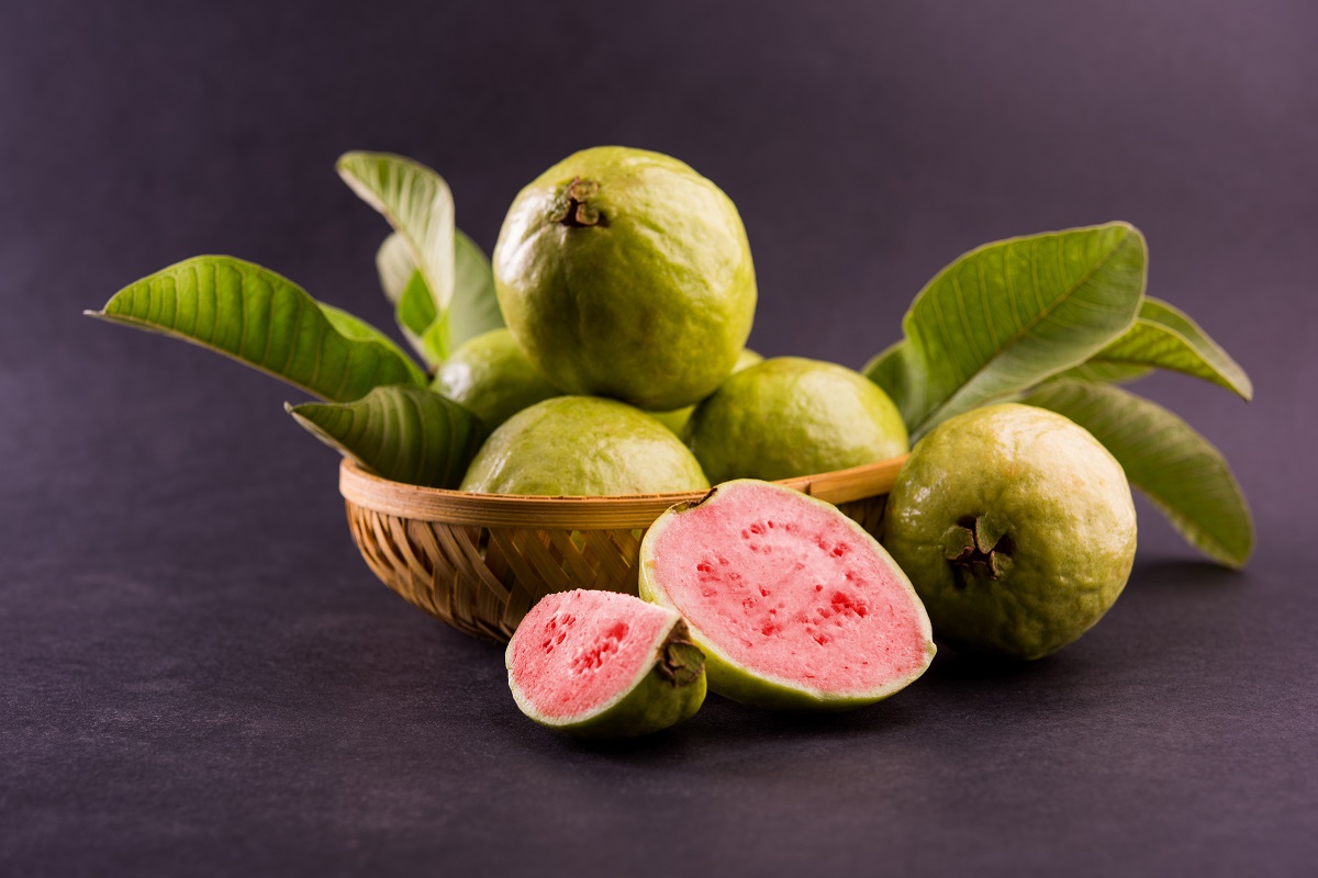 Detail Jambu Biji Berdaun Merah Nomer 51