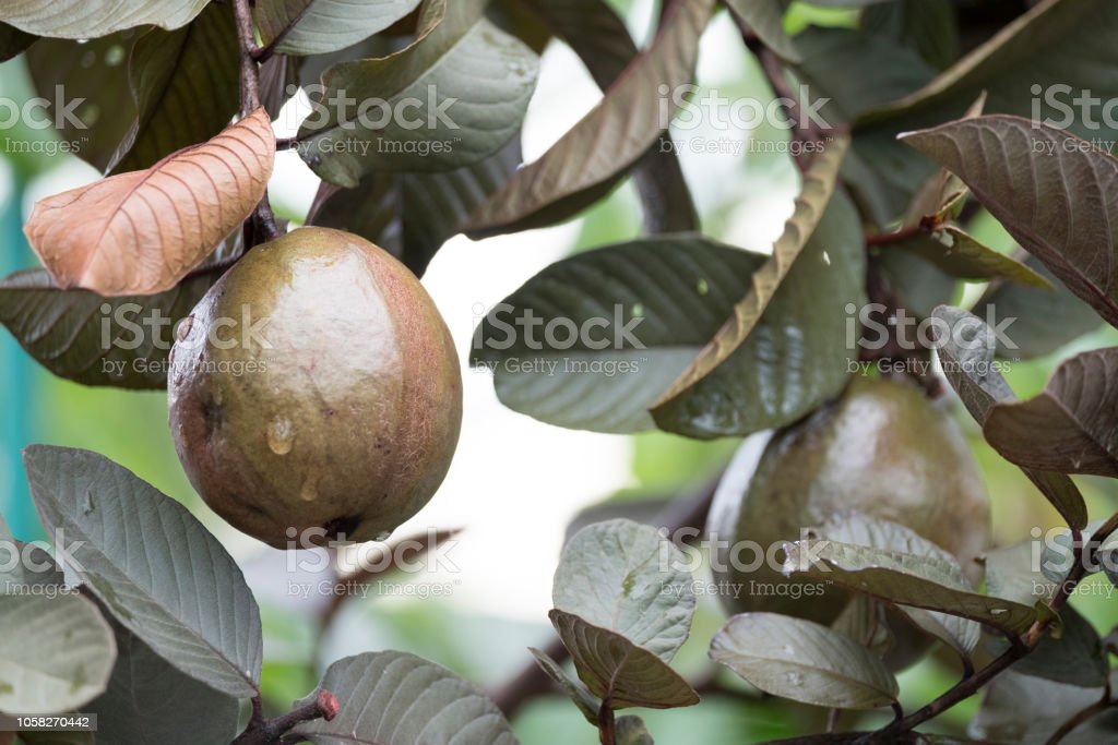 Detail Jambu Biji Berdaun Merah Nomer 52
