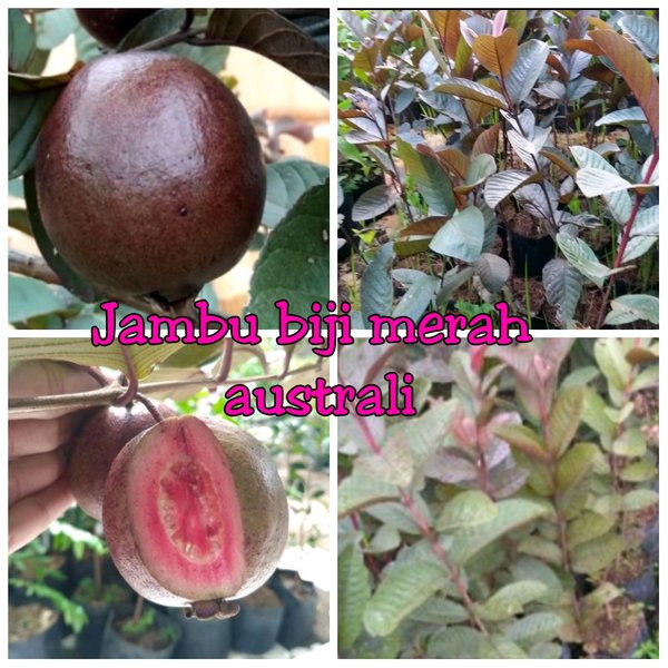 Detail Jambu Biji Berdaun Merah Nomer 6