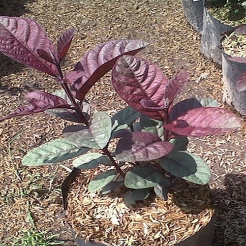 Detail Jambu Biji Berdaun Merah Nomer 7