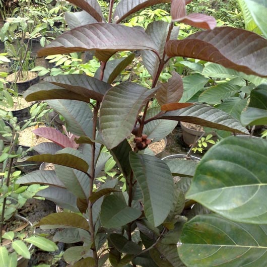 Detail Jambu Biji Berdaun Merah Nomer 8