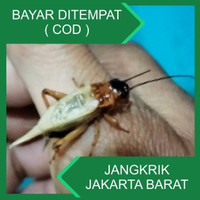 Detail Jamu Jangkrik Aduan Nomer 44