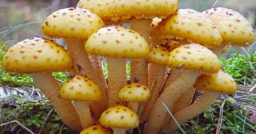 Detail Jamur Berkembang Biak Dengan Nomer 8
