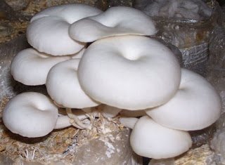 Detail Jamur Berkembang Biak Dengan Nomer 10