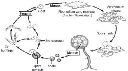 Detail Jamur Berkembang Biak Dengan Nomer 15
