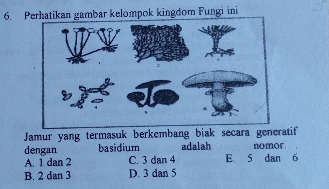 Detail Jamur Berkembang Biak Dengan Nomer 18