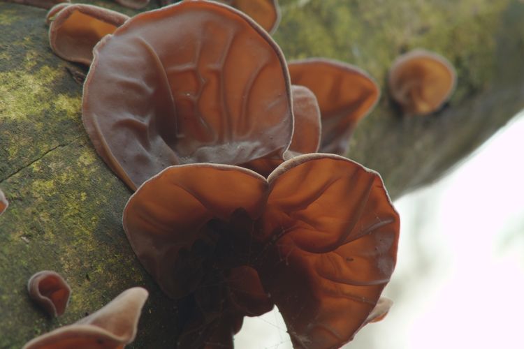 Detail Jamur Berkembang Biak Dengan Nomer 19