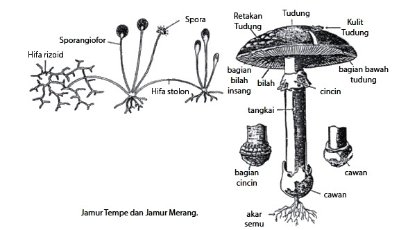 Detail Jamur Berkembang Biak Dengan Nomer 26