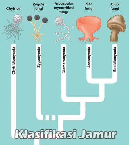 Detail Jamur Berkembang Biak Dengan Nomer 29