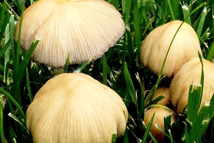 Detail Jamur Berkembang Biak Dengan Nomer 33
