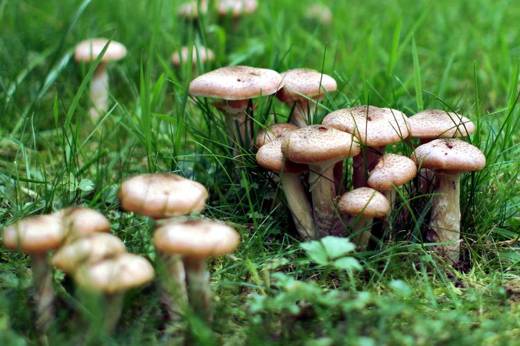 Detail Jamur Berkembang Biak Dengan Nomer 34