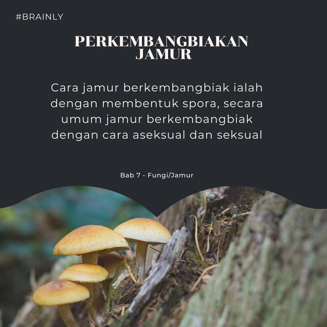 Detail Jamur Berkembang Biak Dengan Nomer 45