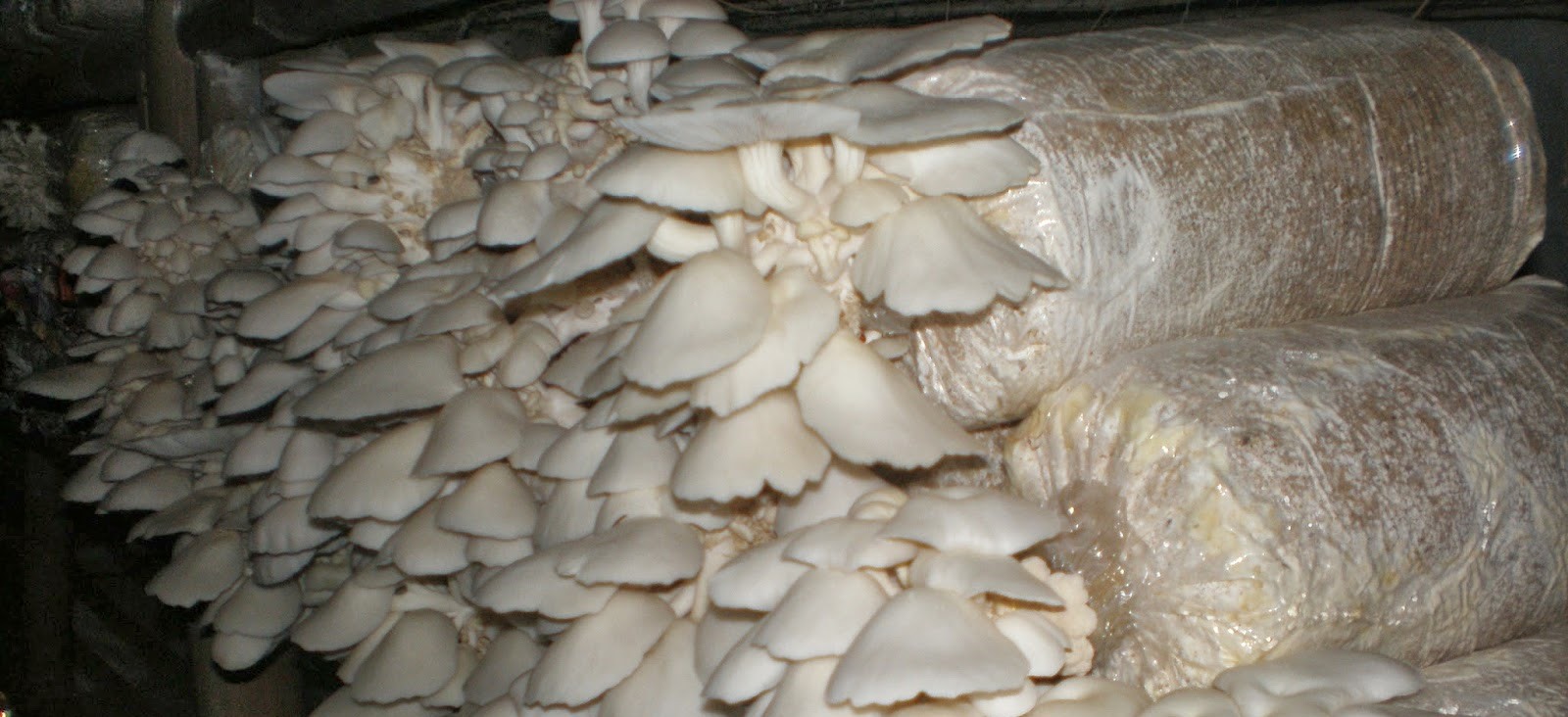 Detail Jamur Berkembang Biak Dengan Nomer 46