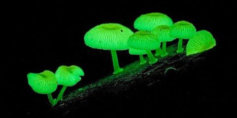 Detail Jamur Berkembang Biak Dengan Nomer 54