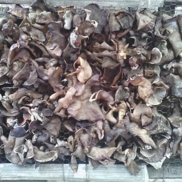 Detail Jamur Hitam Putih Nomer 24