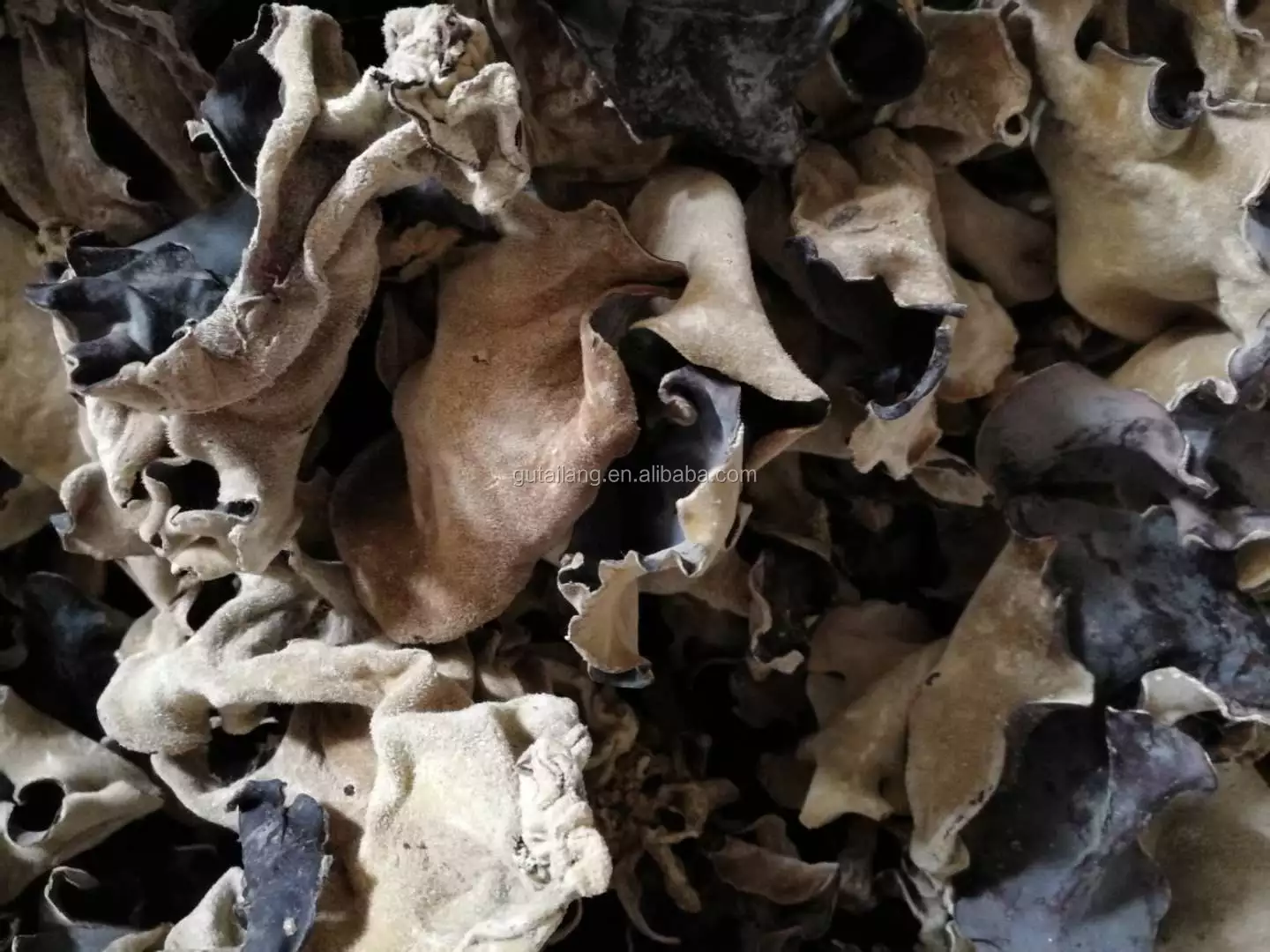 Detail Jamur Hitam Putih Nomer 54