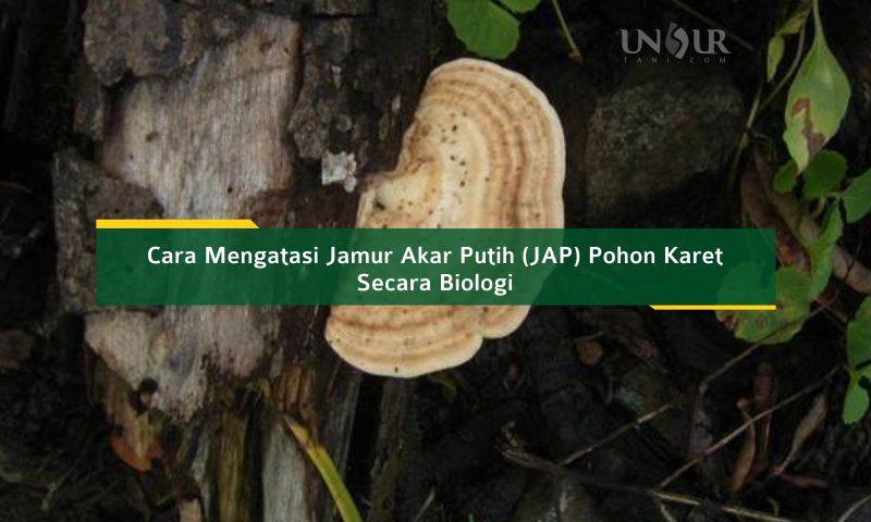 Detail Jamur Yang Ada Di Pohon Nomer 19