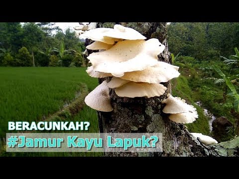 Detail Jamur Yang Ada Di Pohon Nomer 50