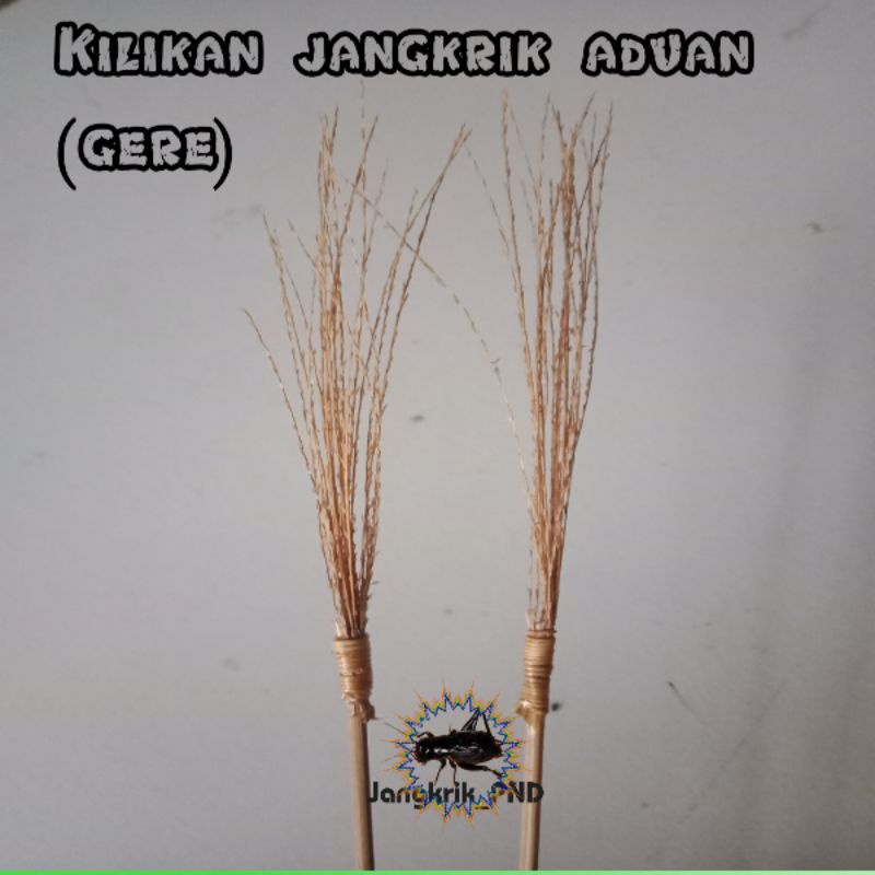 Detail Jangkrik Aduan Super Nomer 38