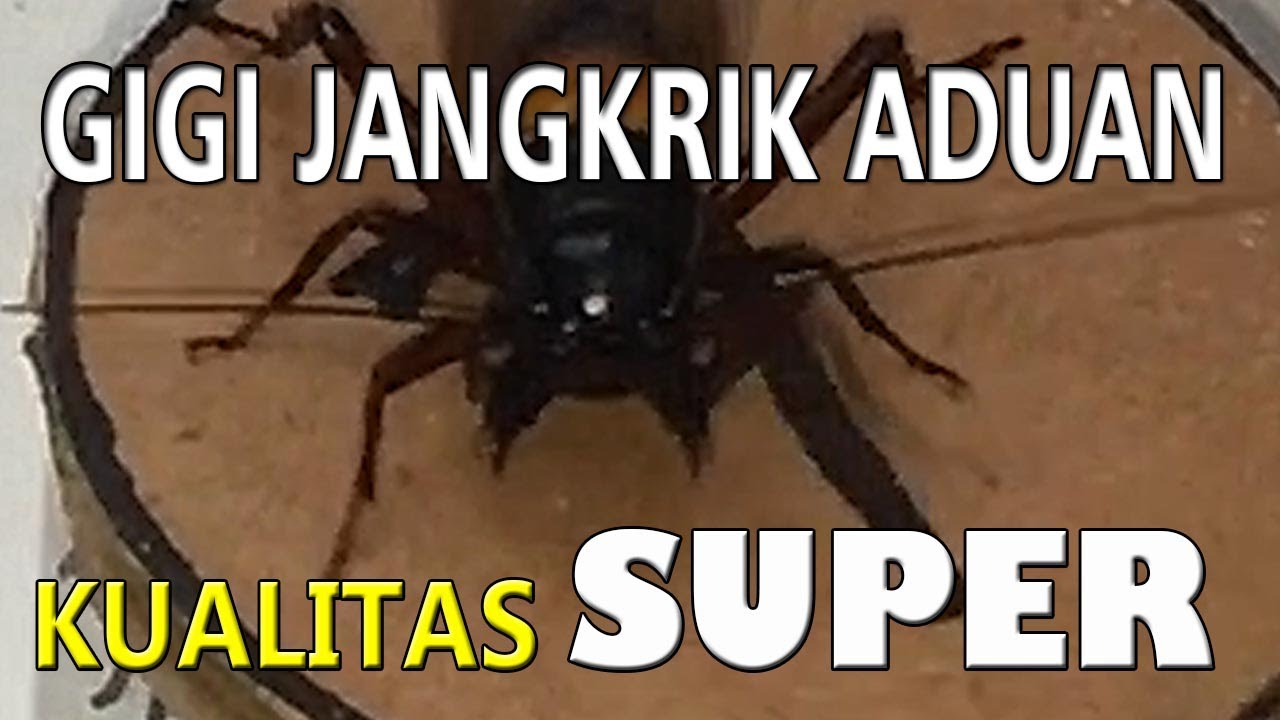 Detail Jangkrik Aduan Super Nomer 39