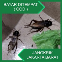 Detail Jangkrik Aduan Super Nomer 54