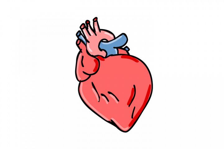 Detail Jantung Cartoon Nomer 3