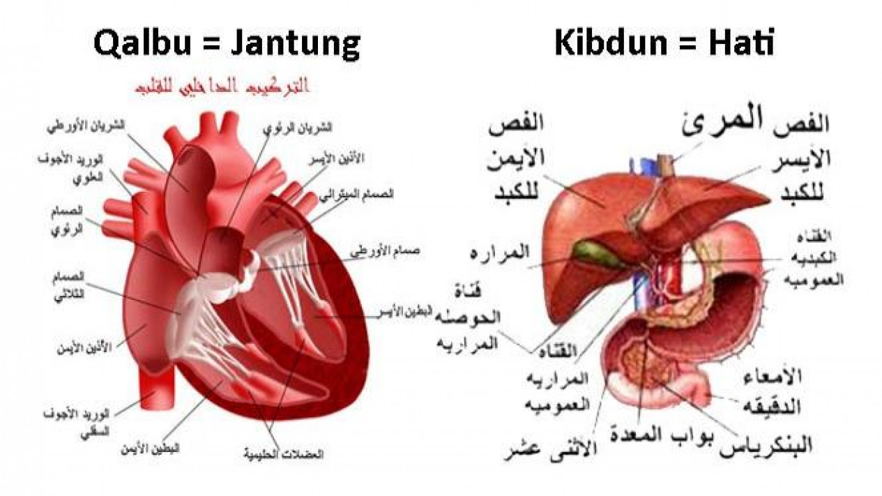 Jantung Dan Hati - KibrisPDR