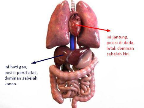 Detail Jantung Dan Hati Nomer 2