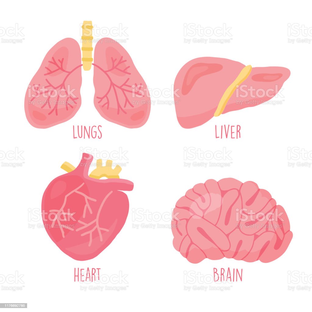 Detail Jantung Dan Hati Nomer 15