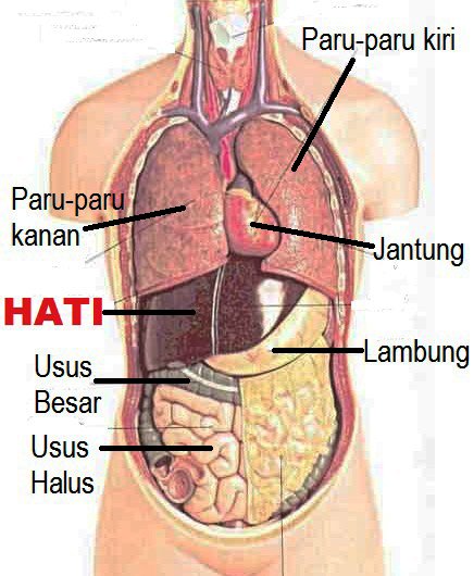 Detail Jantung Dan Hati Nomer 4