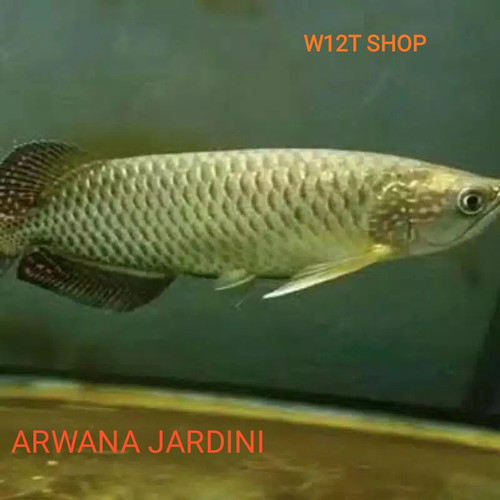 Detail Jardini Arwana Nomer 6