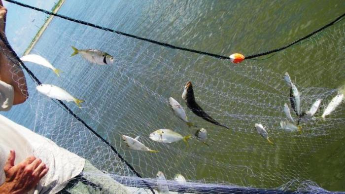 Detail Jaring Ikan Di Laut Nomer 13