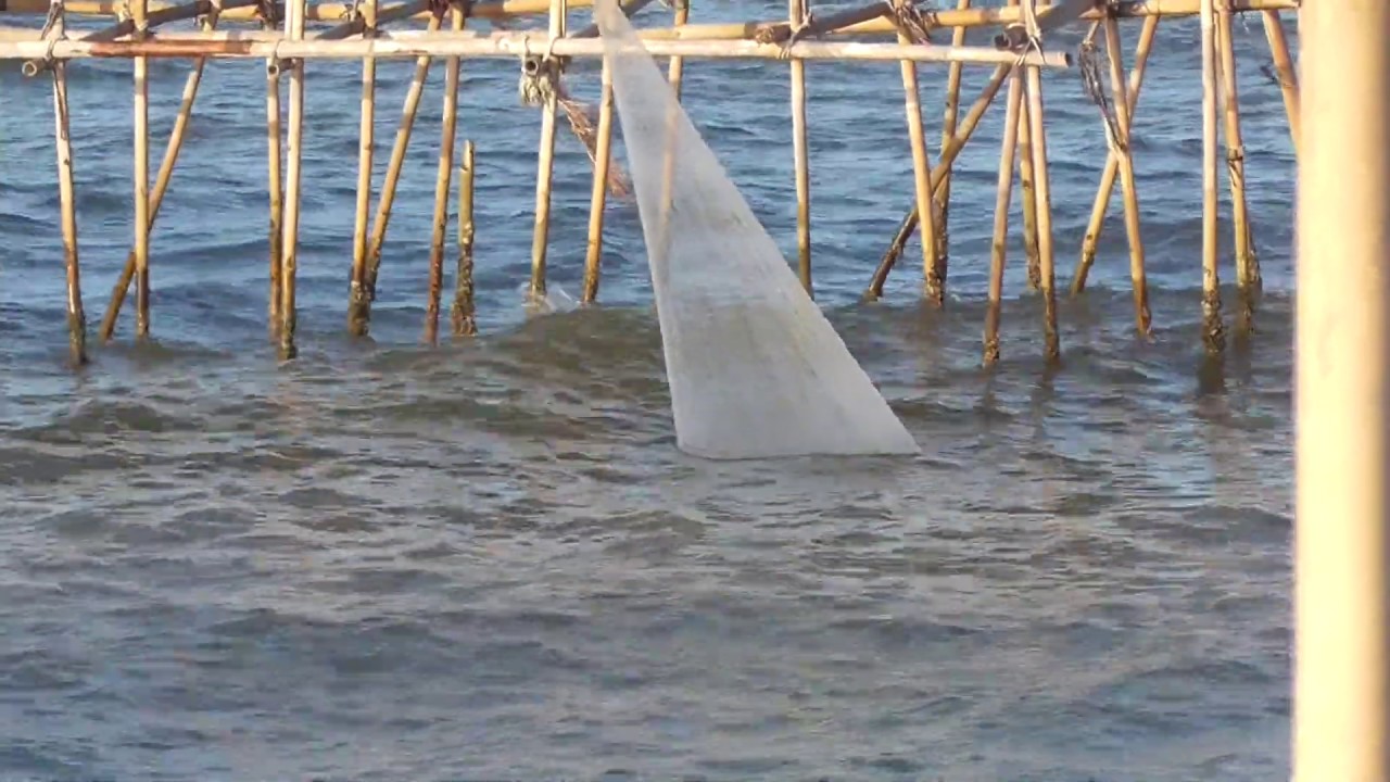 Detail Jaring Ikan Di Laut Nomer 15