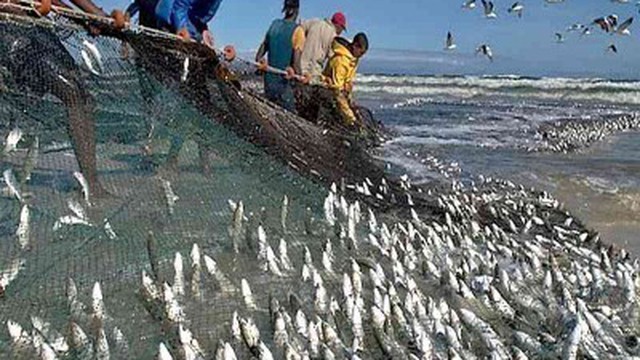 Detail Jaring Ikan Di Laut Nomer 19