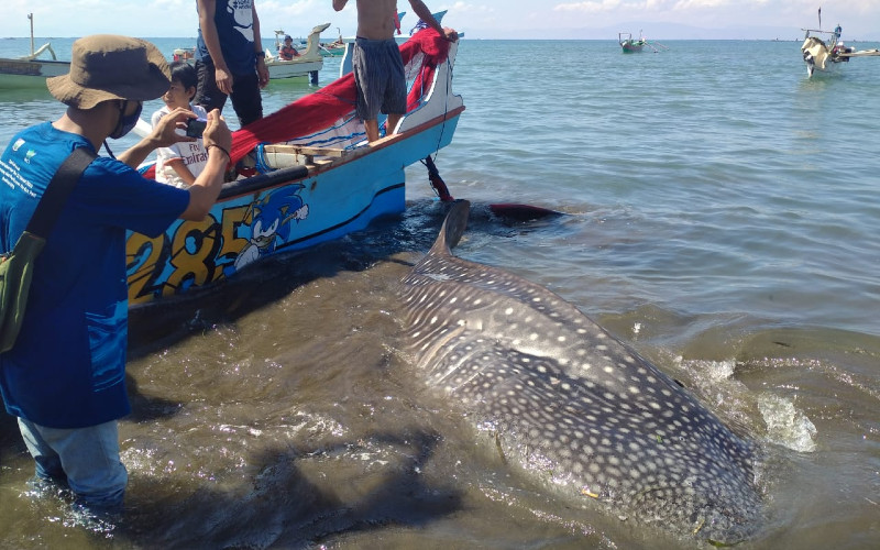 Detail Jaring Ikan Di Laut Nomer 20