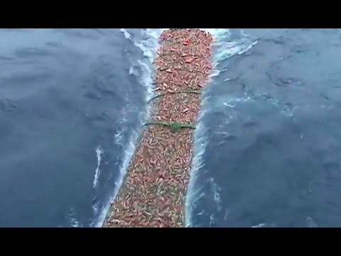 Detail Jaring Ikan Di Laut Nomer 31