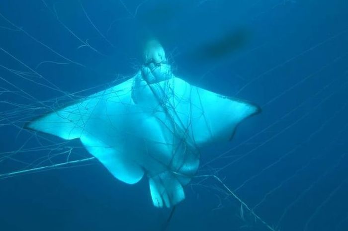 Detail Jaring Ikan Di Laut Nomer 33