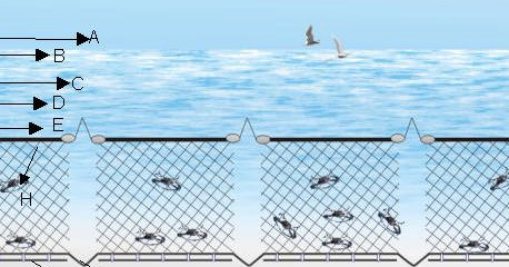 Detail Jaring Ikan Di Laut Nomer 34