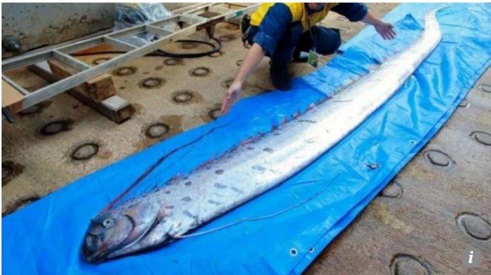 Detail Jaring Ikan Di Laut Nomer 37