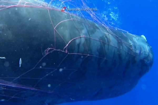 Detail Jaring Ikan Di Laut Nomer 38