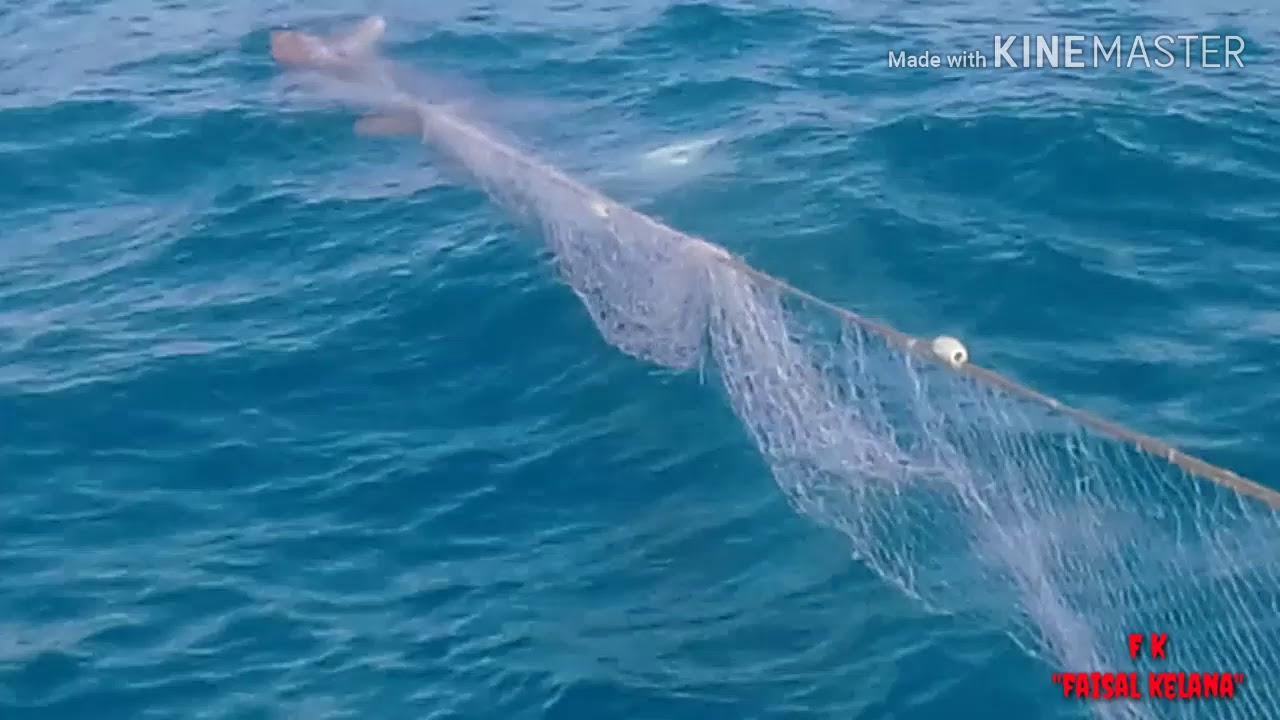 Detail Jaring Ikan Di Laut Nomer 40