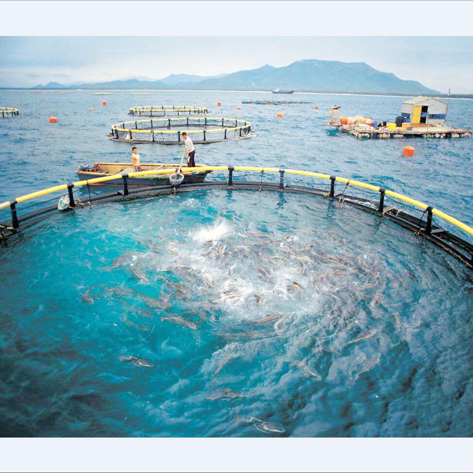 Detail Jaring Ikan Di Laut Nomer 42