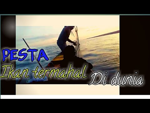 Detail Jaring Ikan Di Laut Nomer 55