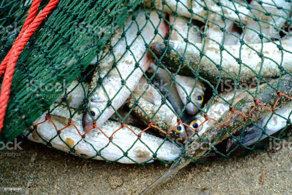 Detail Jaring Ikan Di Laut Nomer 8