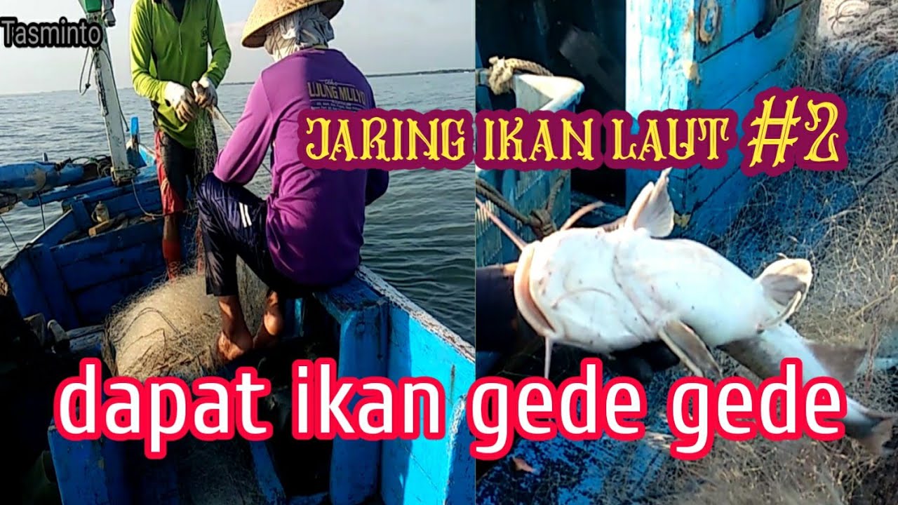 Detail Jaring Ikan Laut Nomer 56