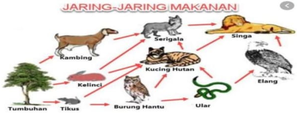 Detail Jaring Jaring Makanan Di Hutan Nomer 24