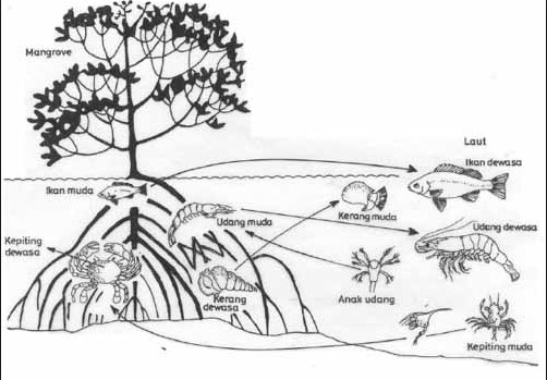 Detail Jaring Jaring Makanan Di Hutan Nomer 34