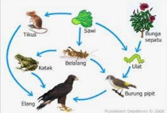 Detail Jaring Jaring Makanan Di Hutan Nomer 43