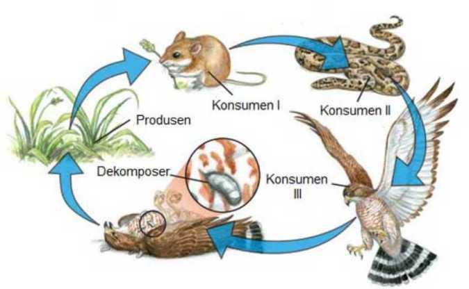 Detail Jaring Jaring Makanan Di Hutan Nomer 45