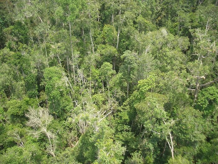 Detail Jaring Jaring Makanan Di Hutan Hujan Tropis Nomer 25